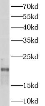 ARPC3 Antibody