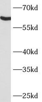 ARSG Rabbit Polyclonal Antibody