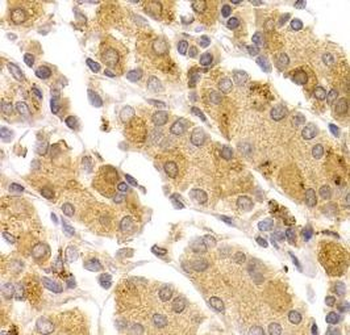 ART5 Antibody