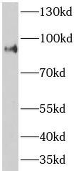 ASCC2 Antibody