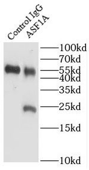 ASF1A Antibody