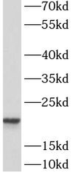 ASF1A Antibody