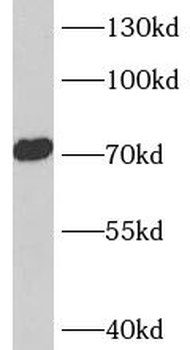 ASIC4 Antibody