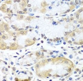 GET3 Antibody