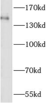 ASTN2 Antibody