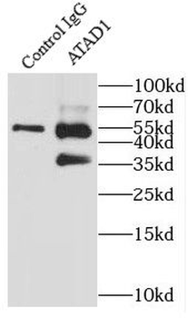 ATAD1 Antibody