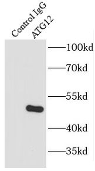 ATG12 Antibody