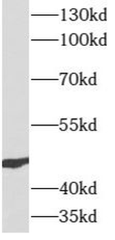 ATG12 Antibody
