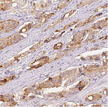 ATG12 Antibody