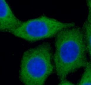 ATG12 Antibody