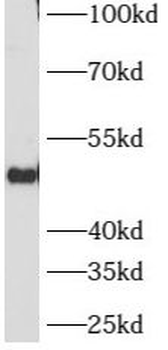 ATG12 Antibody