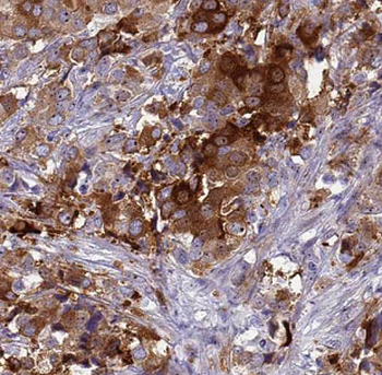 ATG12 Antibody