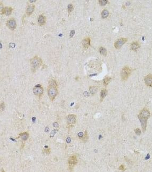 ATG13 Antibody