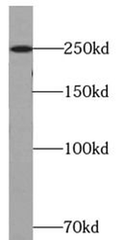 ATG2B Antibody