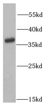ATG3 Antibody