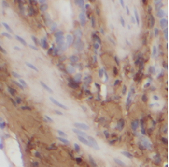 ATG3 Antibody