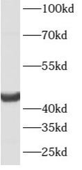 ATG4B Antibody