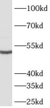 ATG4C Rabbit Polyclonal Antibody