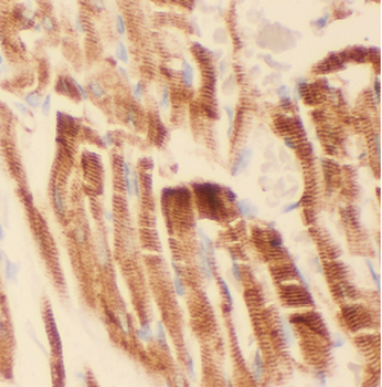 ATG4C Rabbit Polyclonal Antibody