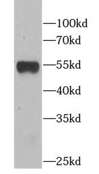 ATG5 Antibody