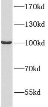 ATP1A2 Antibody