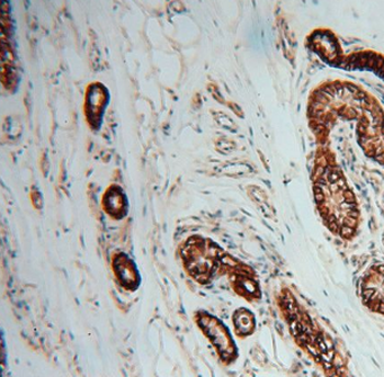 ATP1A2 Antibody