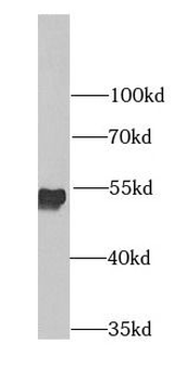 ATP5F1A Antibody