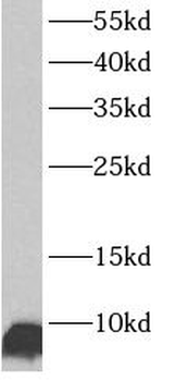 ATP5PF Antibody