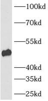 ATP6AP1 Antibody