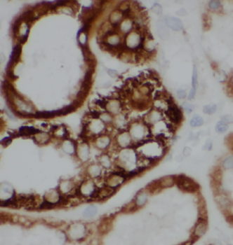 ATP6AP1 Antibody
