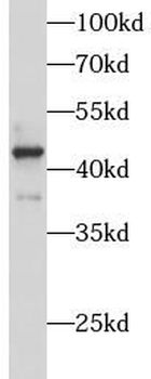 ATP6V1C1 Antibody