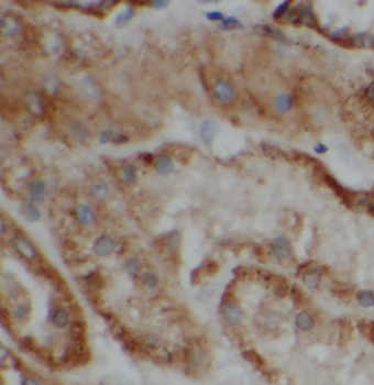 ATP6V1G1 Antibody