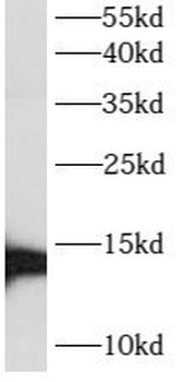 ATP6V1G3 Rabbit Polyclonal Antibody