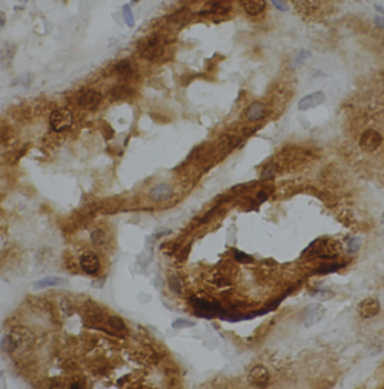 ATP6V1G3 Rabbit Polyclonal Antibody