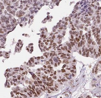 ATXN10 Antibody