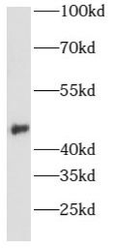 AURKA Antibody
