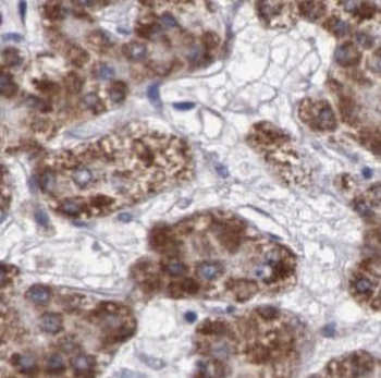 ENPP2 Antibody