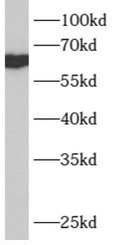 B4GALNT1 Antibody