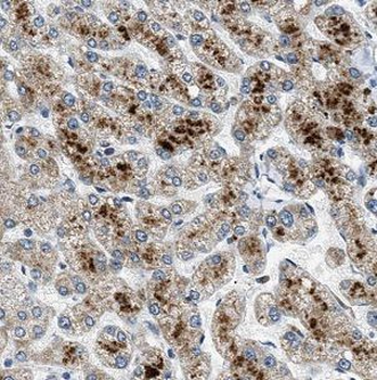 BAAT Antibody