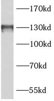 BAIAP3 Antibody