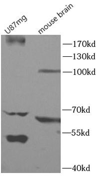 SLC4A1 Antibody