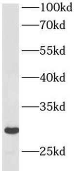 BCAP29 Antibody