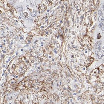 BCAP31 Antibody