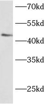 BARHL2 Antibody