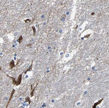 ATG14 Antibody