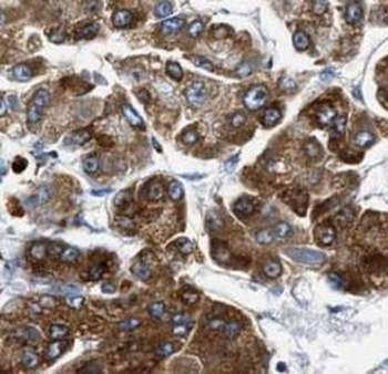 BAX Antibody