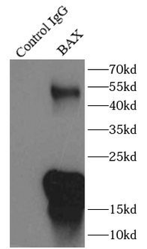 BAX Antibody
