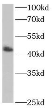 BBOX1 Rabbit Polyclonal Antibody