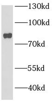 BBS2 Antibody