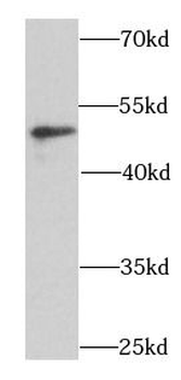 BCCIP Antibody